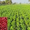 Kidney Beans