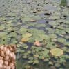Makhana Farming