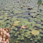 Makhane ki Kheti