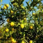 Nimbu ki Kheti