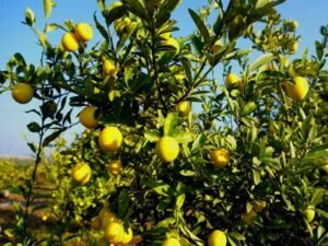 Nimbu ki Kheti
