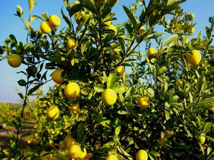 Nimbu ki Kheti