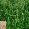 Oats Farming