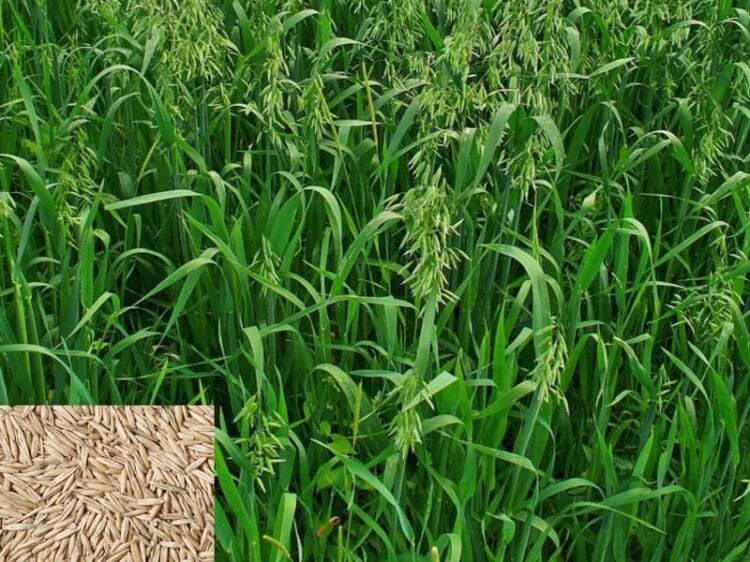 Oats Farming