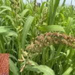 Ragi ki Kheti