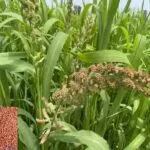 Ragi ki Kheti