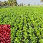 Rajma ki Kheti