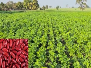 Rajma ki Kheti