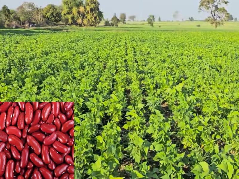 Rajma ki Kheti