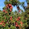 Apple Farming