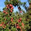 Apple Farming