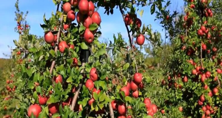 Apple Farming