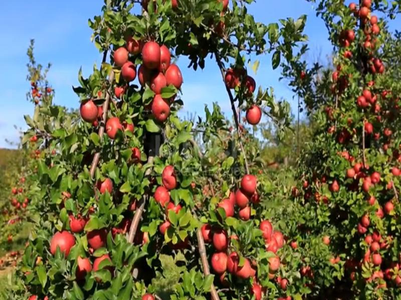 Apple Farming