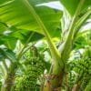 Banana Farming