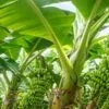 Banana Farming