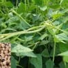 Cowpea Farming