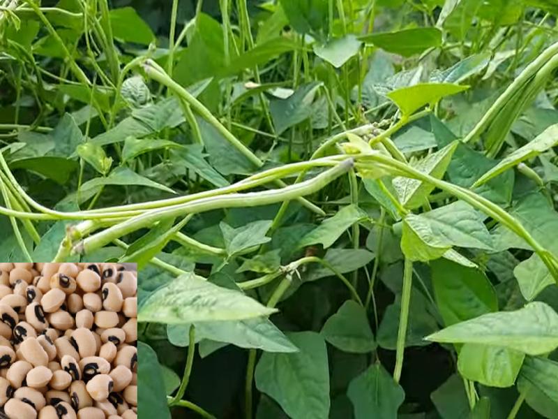 Cowpea Farming