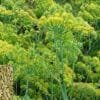Fennel Farming