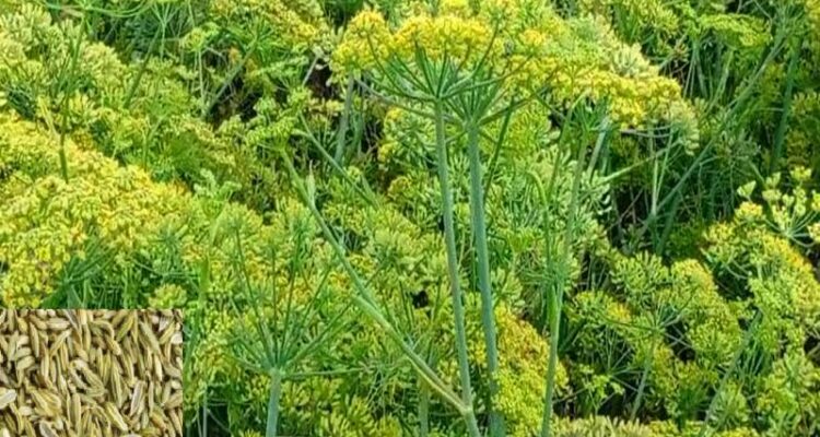 Fennel Farming