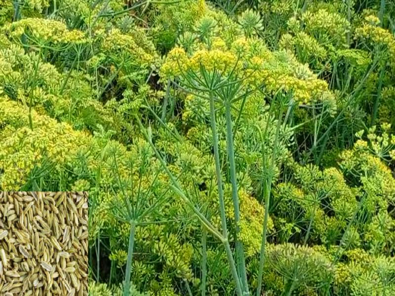 Fennel Farming