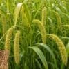 Foxtail Millet Farming
