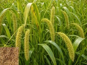 Foxtail Millet Farming