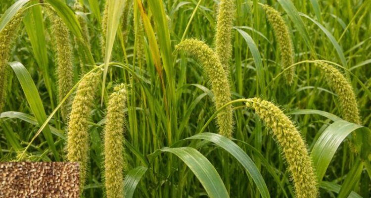 Foxtail Millet Farming