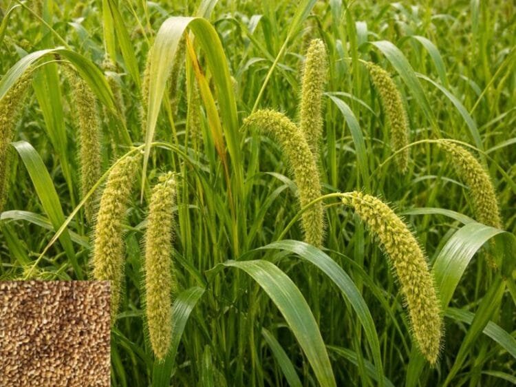 Foxtail Millet Farming