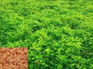 Horse Gram Farming