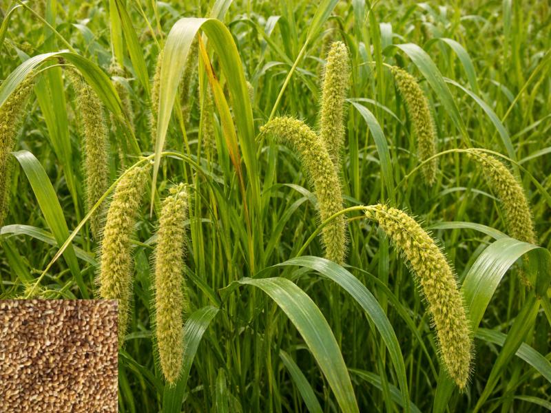 कंगनी की खेती