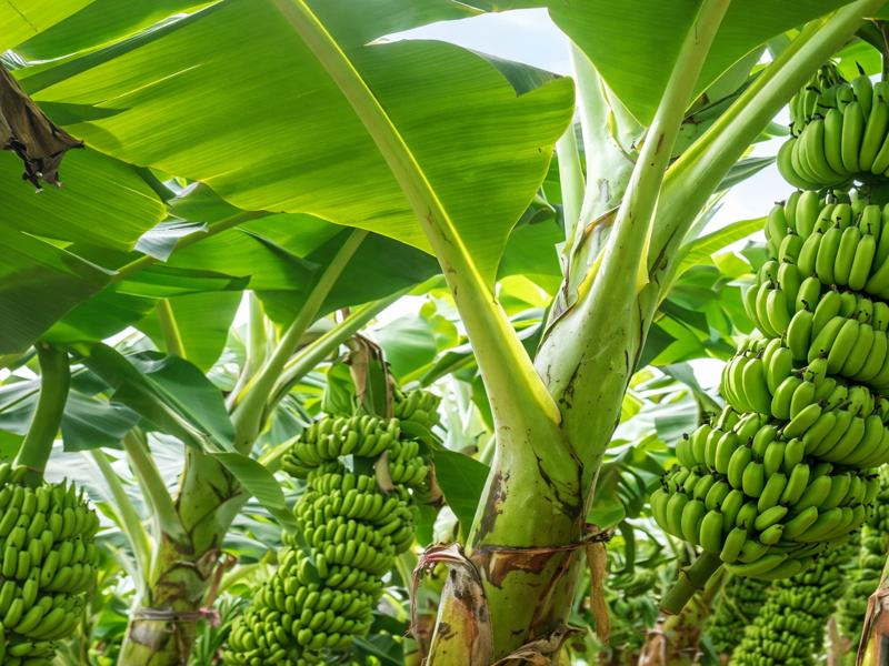 केला की खेती