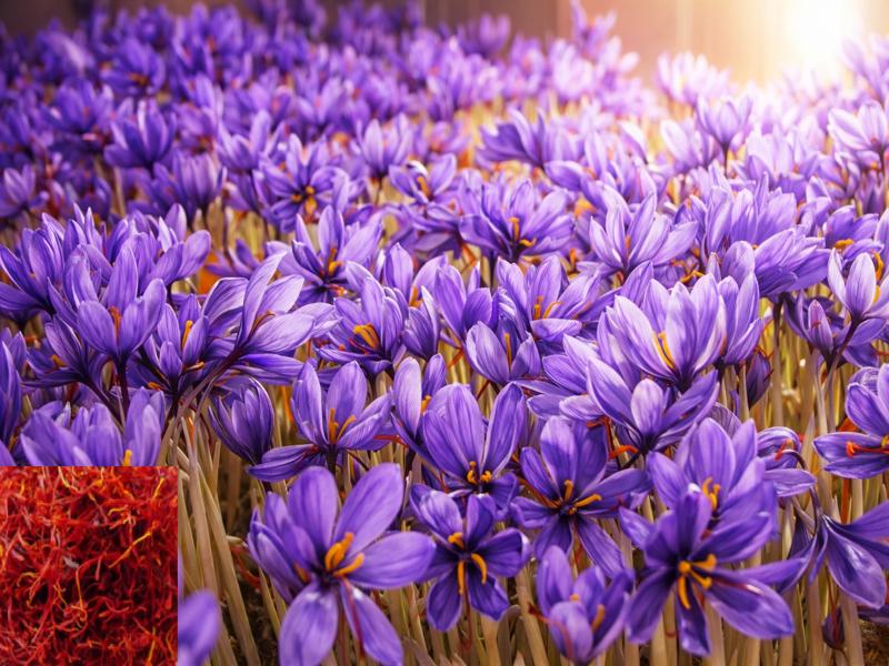 केसर की खेती