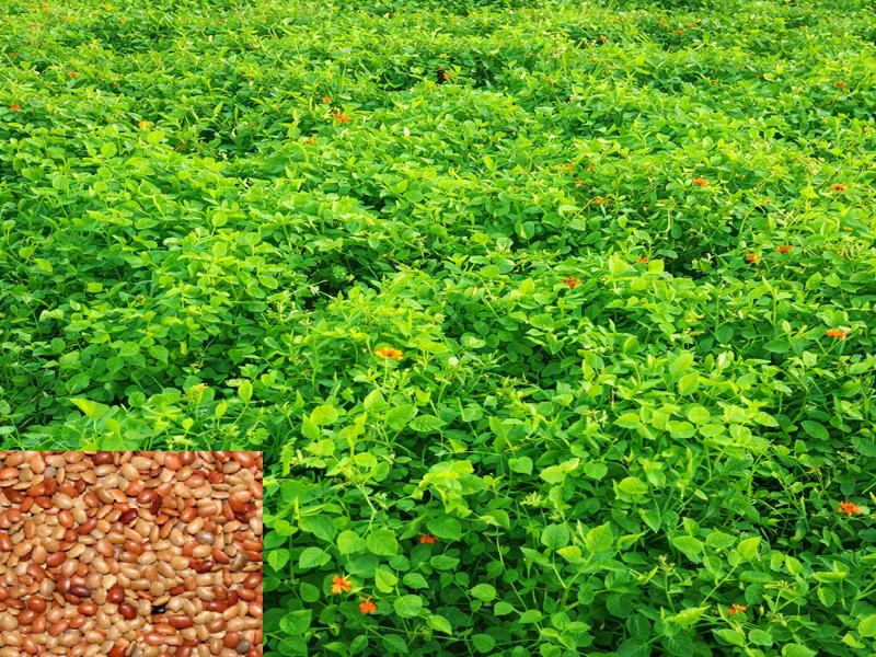 कुल्थी की खेती