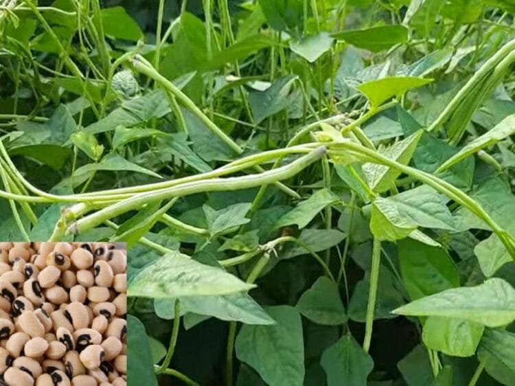 लोबिया की खेती