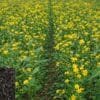 Niger Seed Farming
