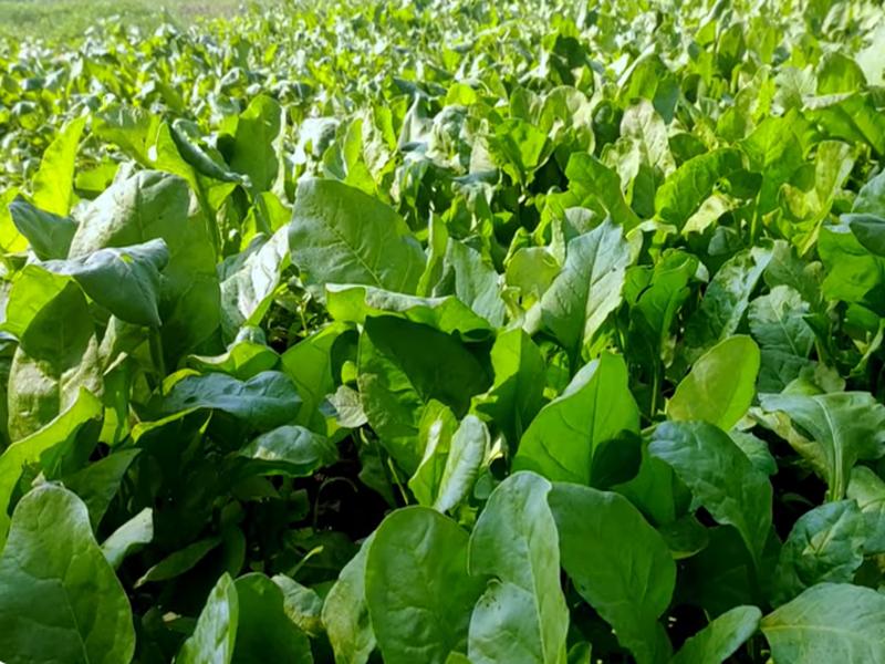 पालक की खेती