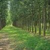 Poplar Farming
