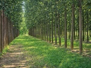 Poplar Farming
