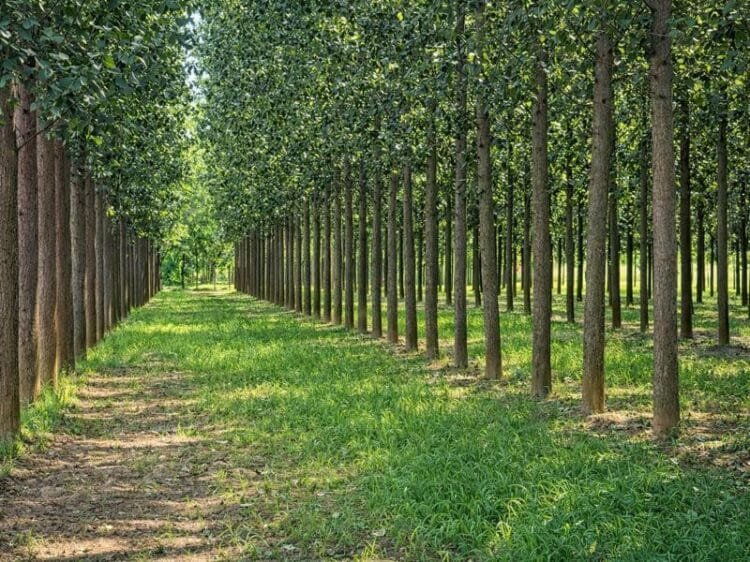 Poplar Farming