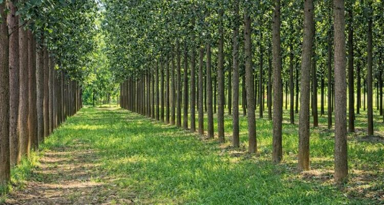 पोपलर की खेती