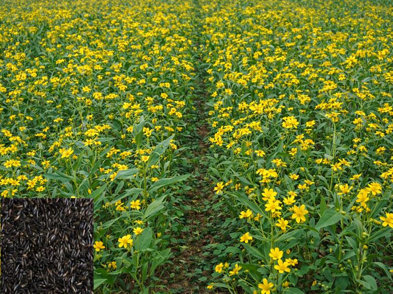 रामतिल की खेती