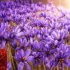 Saffron Farming