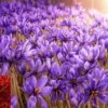 Saffron Farming