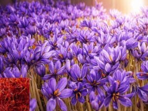 Saffron Farming
