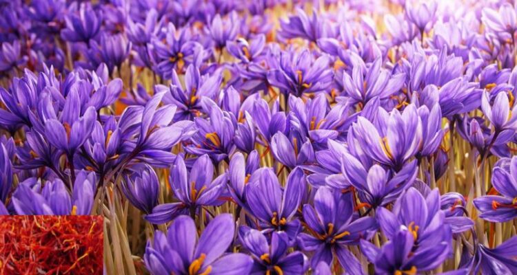 Saffron Farming