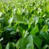 Spinach Farming