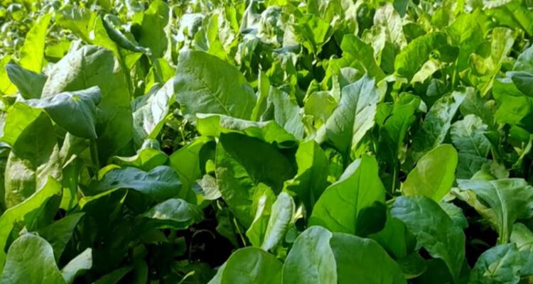 Spinach Farming