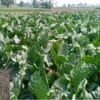 Tobacco Farming Guide with cultivation and high yield practices