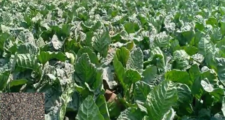 तंबाकू की खेती