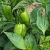 Capsicum Farming